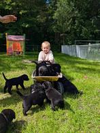2 Lieve pups Labrador x Herder x Rottweiler zoekt fijn thuis, Dieren en Toebehoren, 8 tot 15 weken, Teef, Labrador retriever, CDV (hondenziekte)