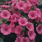 Zaden Lavatera trimestris roze, Verzenden, Voorjaar, Volle zon, Zaad