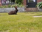 Mooie vlaamse reuzen / lotharingers, Meerdere dieren, Groot