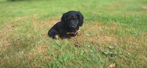 Twee prachtige dwerg teckel pups puppies, Dieren en Toebehoren, Honden | Teckels en Dashonden, Teef, Korthaar, Dwerg, Particulier