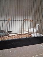 Mooi koppel princes of wales parkieten, Dieren en Toebehoren, Vogels | Parkieten en Papegaaien