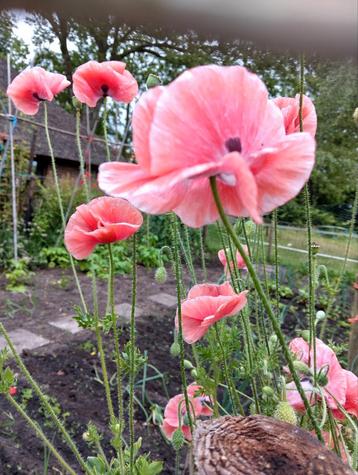 Lichtroze klaproos zaad uit biologische tuin  beschikbaar voor biedingen