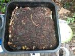 tijgerwormen, compostwormen, Tuin en Terras, Aarde en Mest, Ophalen of Verzenden