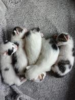 5 mooie Kittens kruising britse korthaar geboren., Dieren en Toebehoren, Katten en Kittens | Overige Katten, Meerdere dieren, Kortharig