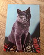 Mega schattige grijze kat, Verzenden, 1980 tot heden, Gelopen, Hond of Kat