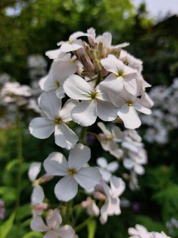 zaden Hesperis matronalis  beschikbaar voor biedingen