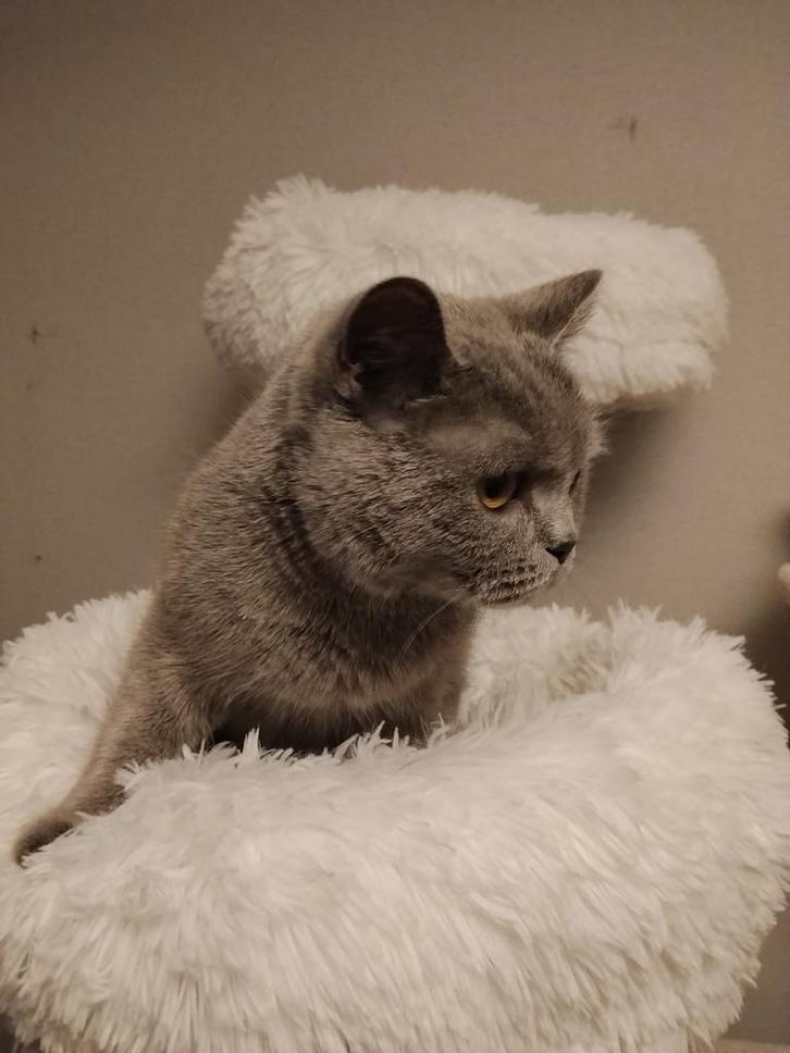 Britse korthaar meerdere, Dieren en Toebehoren, Katten en Kittens | Raskatten | Korthaar, Meerdere dieren, 0 tot 2 jaar, Gechipt