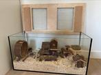 Hamster terrarium / kooi met inrichting, Dieren en Toebehoren, Knaagdieren en Konijnen | Hokken en Kooien, Kooi, Minder dan 60 cm