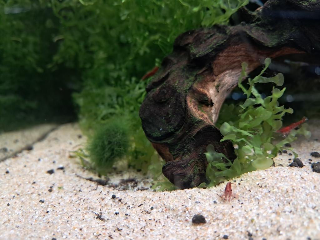 Lowgrade vuurgarnalen. Per 10stk, Dieren en Toebehoren, Kreeft, Krab of Garnaal