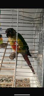 Pyrrhura te koop, Dieren en Toebehoren, Vogels | Parkieten en Papegaaien, Geslacht onbekend, Papegaai, Pratend