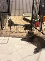 PRACHTIGE raszuivere Britse kittens, Ingeënt