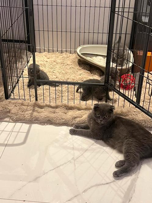 PRACHTIGE raszuivere Britse kittens, Dieren en Toebehoren, Katten en Kittens | Raskatten | Korthaar, Ingeënt
