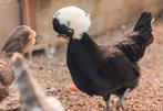 Te koop Gevraagt toom Hollandse kuifhoen hennen haan, Dieren en Toebehoren, Pluimvee, Meerdere dieren, Kip