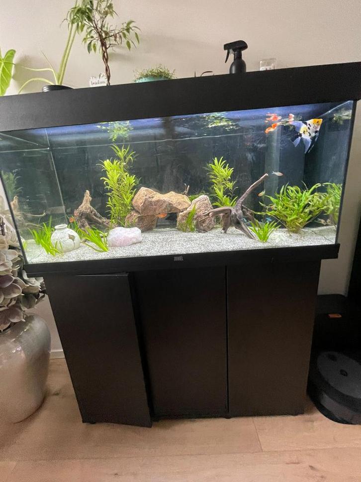 Juwel rio 180 Aquarium, Dieren en Toebehoren, Vissen | Aquaria en Toebehoren, Zo goed als nieuw, Gevuld zoetwateraquarium, Ophalen of Verzenden