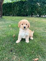 Mini Doodle (Dwergpoedel x Labradoodle) pup (laatste reutje), Dieren en Toebehoren, Honden | Chihuahua's en Gezelschapshonden