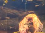 Guppen, guppies, guppy vis, Dieren en Toebehoren, Vissen | Aquariumvissen, Vis