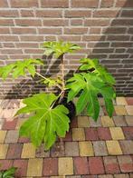 Tetrapanax papyrifera `Steroidal Giant` - Rijstpapierplant, Ophalen, Zomer, Overige soorten, Volle zon