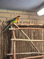 Prachrosella pop 2025, Dieren en Toebehoren, Vrouwelijk, Parkiet, Geringd