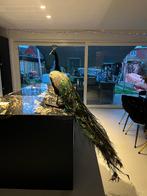 Opgezette Pauw, Huis en Inrichting, Ophalen, Minder dan 50 cm, 50 tot 75 cm, Zo goed als nieuw