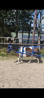 Compleet mentuig maat pony., Ophalen of Verzenden