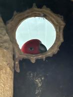 Edelpapegaai pop, Vrouwelijk, Papegaai, Geringd