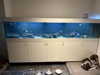 aquarium 290x60x60cm, Dieren en Toebehoren, Ophalen, Zo goed als nieuw, Gevuld zoetwateraquarium