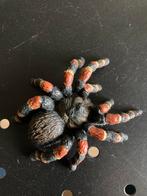 Spin, Ophalen, Zo goed als nieuw