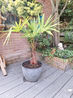 Palmboom trachycarpus fortunei, Ophalen, Volle zon, Palmboom, 100 tot 250 cm