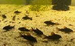 Corydora Venezuela black, Dieren en Toebehoren, Vis, Zoetwatervis, Schoolvis