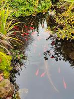 Vijvervissen (incl. 1 koi karper)