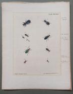 Gravure taxonomie torren J.E. Voet C.F.C. Kleemann  P Roefel, Ophalen of Verzenden