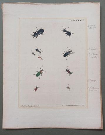 Gravure taxonomie torren J.E. Voet C.F.C. Kleemann  P Roefel beschikbaar voor biedingen