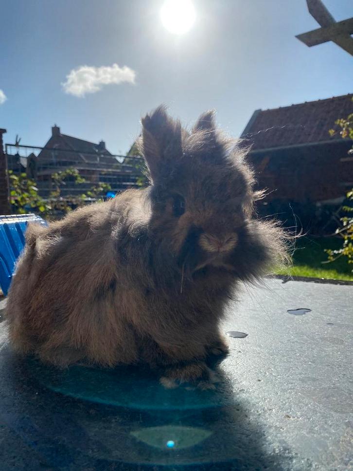 We zoeken een partner voor onze lieve gecastreerde ram, Dieren en Toebehoren, Konijnen, Dwerg, Mannelijk, 6 tot 8 jaar