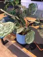 Nep plant, Huis en Inrichting, Kamerplanten, Ophalen of Verzenden, Halfschaduw, Minder dan 100 cm