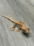 Wimper gekkk - crested gecko lilly white, Dieren en Toebehoren, Reptielen en Amfibieën, Hagedis, Tam, 0 tot 2 jaar