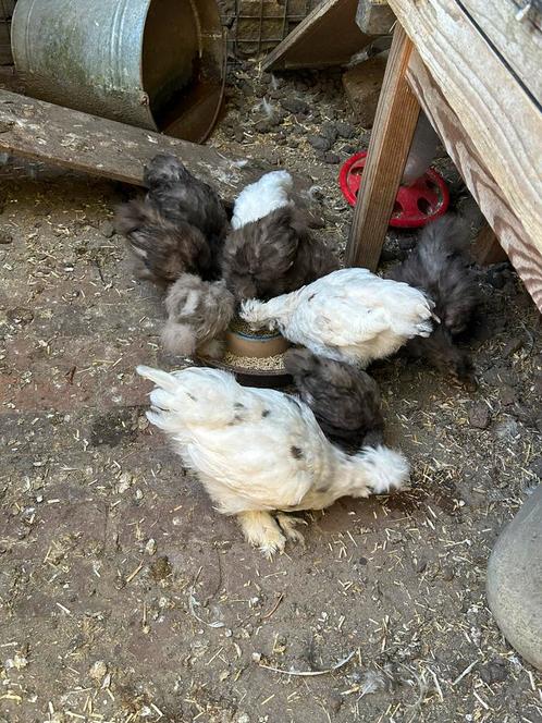 Zijdehoender kuikens te koop, Dieren en Toebehoren, Pluimvee, Kip, Geslacht onbekend