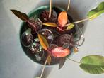 Philodendron Pink Princess en Philodendron Prince of Orange, Huis en Inrichting, Kamerplanten, Ophalen, Overige soorten, Halfschaduw