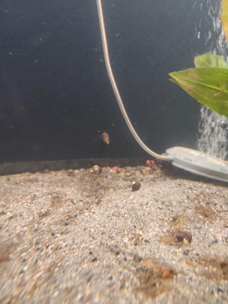 Posthoornslakken, Dieren en Toebehoren, Vissen | Aquaria en Toebehoren, Nieuw, Plant(en), Steen of Hout, Ophalen