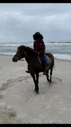 bijrijdster aangeboden, Dieren en Toebehoren, Paarden en Pony's | Verzorgingsproducten, Ophalen, Nieuw