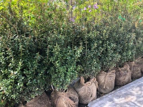 Ilex 'Caroline Upright', grote maat!! DE Buxusvervanger!!, Tuin en Terras, Planten | Struiken en Hagen, Minder dan 100 cm, Ophalen