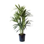 Kentia Palm, Huis en Inrichting, Kamerplanten, Minder dan 100 cm, Palm, Halfschaduw, Verzenden