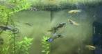Endler guppy blauwe mix, Dieren en Toebehoren, Vis, Zoetwatervis, Schoolvis