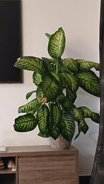 plant, Huis en Inrichting, Kamerplanten, Ophalen, Overige soorten, Minder dan 100 cm