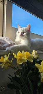Witte hele lieve kat, Europese korthaar, Dieren en Toebehoren, Katten en Kittens | Overige Katten, Kater, Kortharig, 0 tot 2 jaar