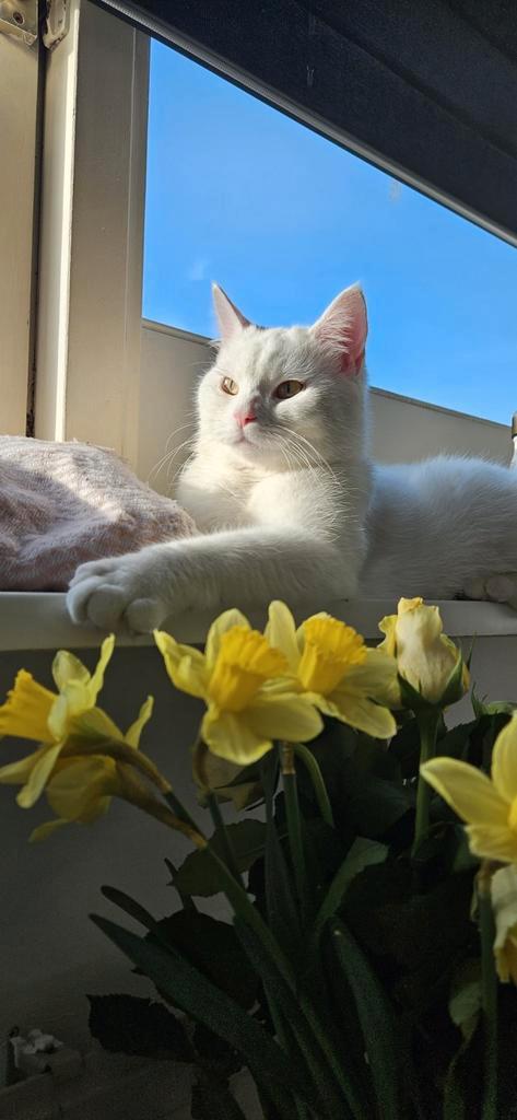 Witte hele lieve kat, Europese korthaar, Dieren en Toebehoren, Katten en Kittens | Overige Katten, Kortharig, Kater, 0 tot 2 jaar