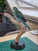 Opgezette kakariki parkiet / vogel taxidermie, Ophalen of Verzenden, Nieuw, Vogel, Opgezet dier