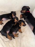 Jack Russel Pups, Dieren en Toebehoren, Honden | Chihuahua's en Gezelschapshonden, Overige rassen, 8 tot 15 weken, Teef, Meerdere