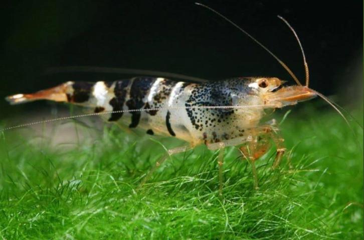 Mambo Bee (tijger) garnaal Caridina zwart-blauw-bruin-blauw, Dieren en Toebehoren, Vissen | Aquariumvissen, Kreeft, Krab of Garnaal
