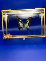 vlinder graphium Doson in vitrine, Ophalen, Nieuw, Insect, Opgezet dier