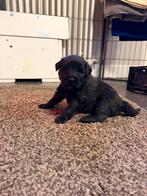 Bouvier pups met stamboom, CDV (hondenziekte), Overige rassen, 8 tot 15 weken, Meerdere